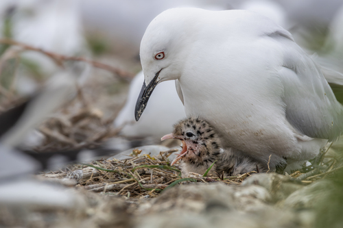 Black-billed Gull｜新西兰黑嘴鸥 参考照片