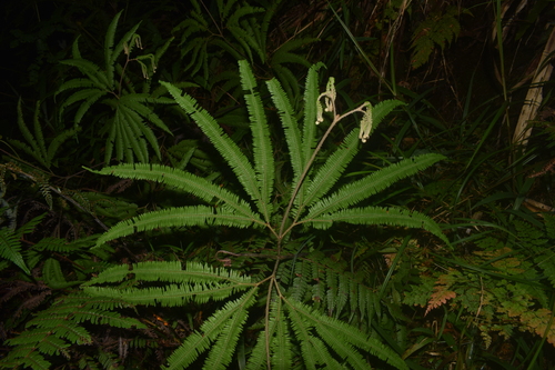 Sticherus hirtus observed 2024-06-07