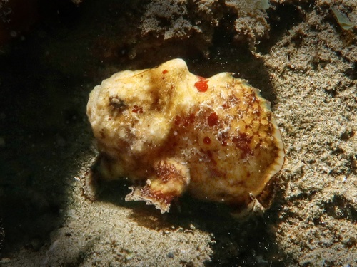 Tuberculated frogfish (Antennatus tuberosus) — Antennariidae