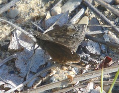 Erynnis baptisiae