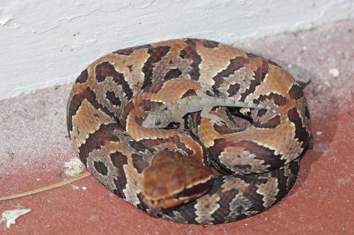 Hemidactylus mabouia