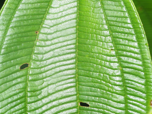 Image of Oxyspora paniculata by (c) Kevin Faccenda, some rights reserved (CC BY)
