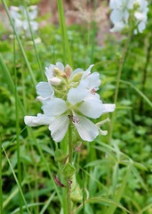 Sidalcea candida