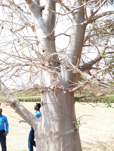 African baobab