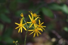 Senecio triangularis