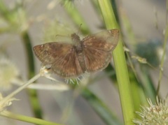 Erynnis baptisiae