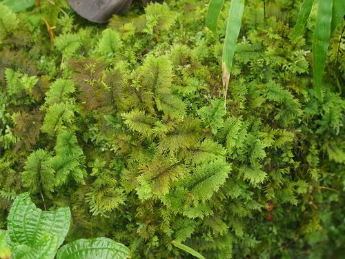 Image of Thuidium cymbifolium by (c) Kevin Faccenda, some rights reserved (CC BY)