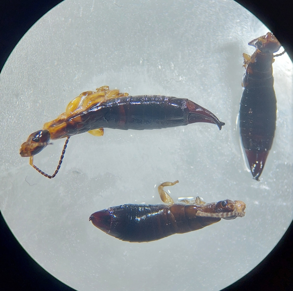 Euborellia andreinii