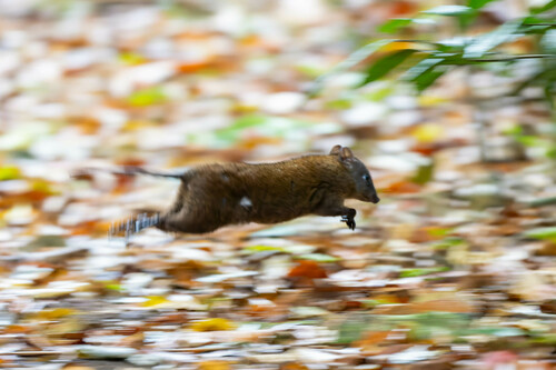 Musky 'Rat'-kangaroo