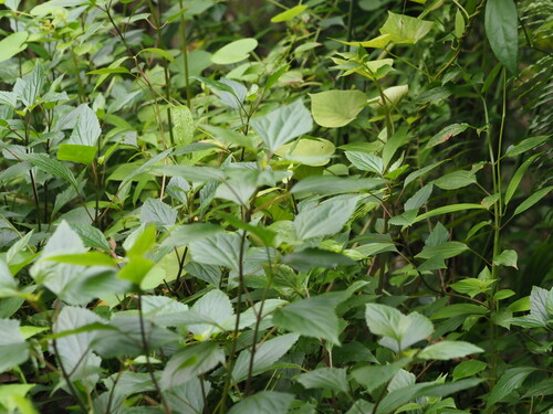 Ageratina adenophora observed 2024-11-29