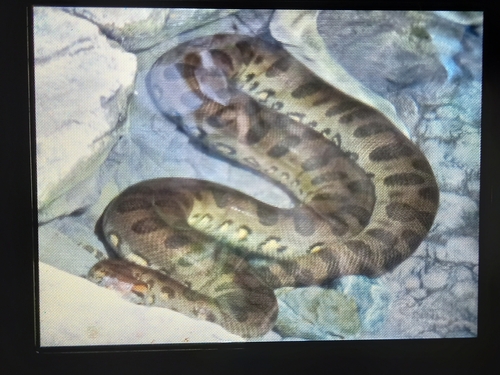 Green Anaconda sighting