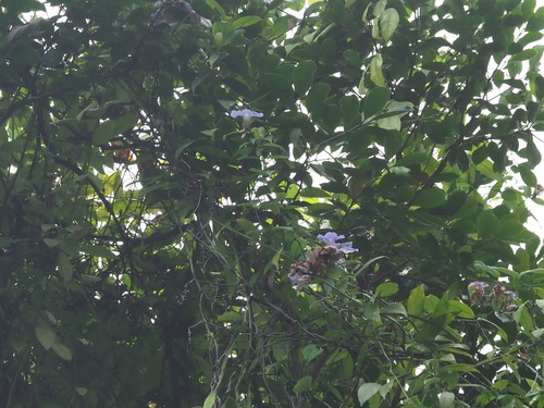 Image of Babbler's-vine by (c) Kevin Faccenda, some rights reserved (CC BY)