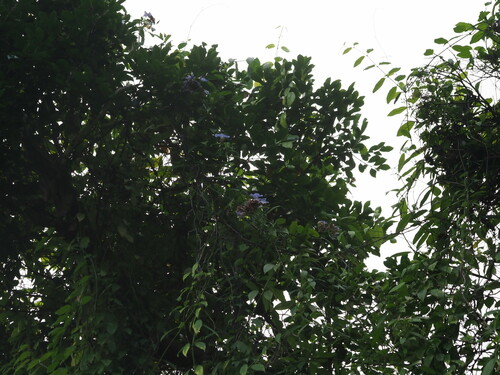 Image of Thunbergia laurifolia by (c) Kevin Faccenda, some rights reserved (CC BY)