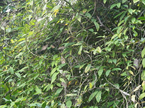 Image of Babbler's-vine by (c) Kevin Faccenda, some rights reserved (CC BY)