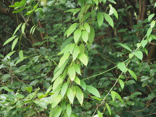 Image of Babbler's-vine by (c) Kevin Faccenda, some rights reserved (CC BY)