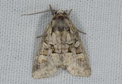 Brachylomia viminalis