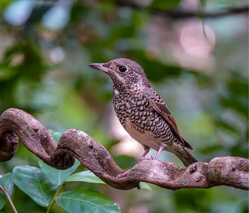 White-throated Rock Thrush (Monticola gularis), photo 9