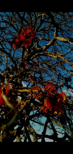 Image of Erythrina velutina by (c) cristianol1456, some rights reserved (CC BY-SA)