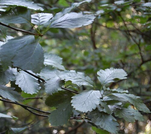 Maura Scannell's Whitebeam