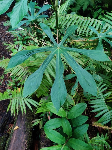 Cecropia observed 2024-12-05