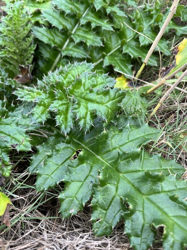 Cirsium brevicaule iNat (2)