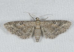 Eupithecia millefoliata