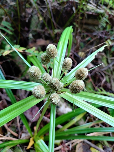 Cyperus macrophyllus observed 2024-12-05