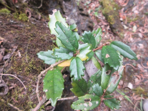 Lysionotus pauciflorus iNat (2)