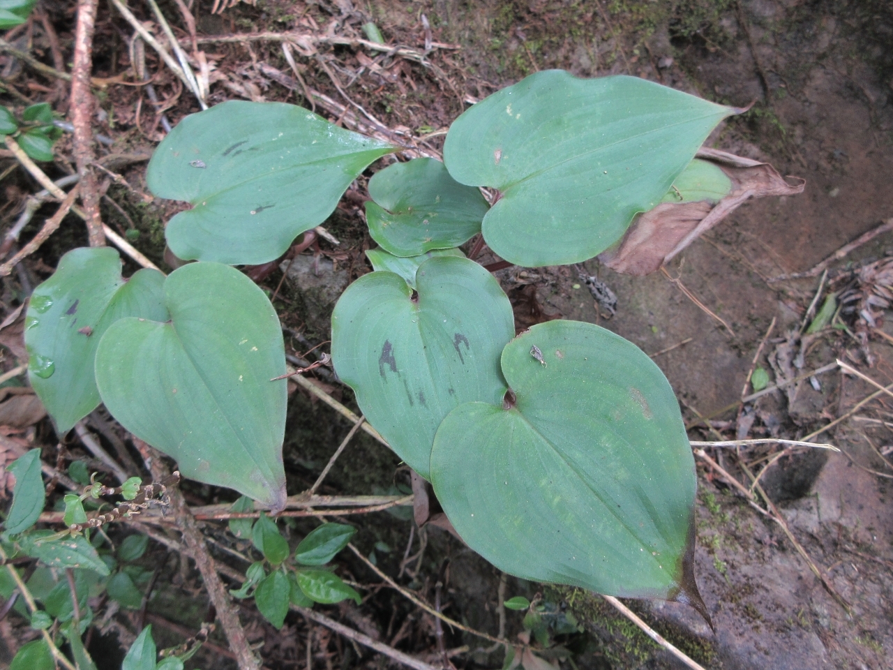 Streptolirion volubile — ảnh 2