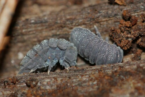 Tetrodontophora bielanensis, photo 4 of 10