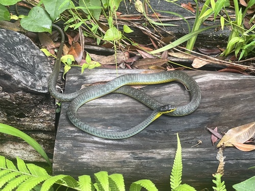 Common Tree Snake sighting