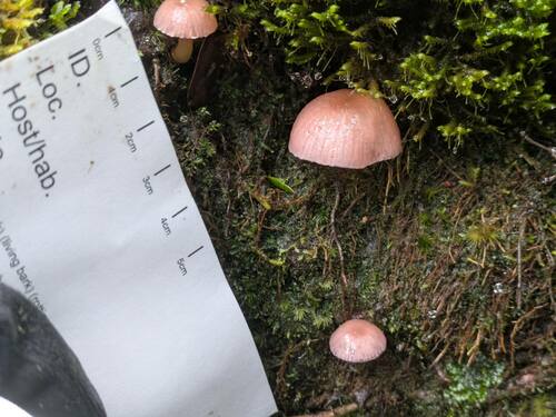 Hygrocybe noelokelani, 2024-12-06