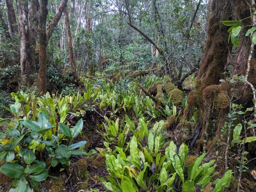 Elaphoglossum crassicaule
