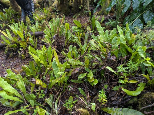 Elaphoglossum crassicaule