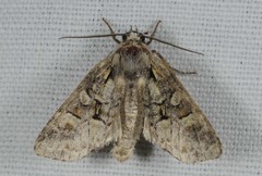 Brachylomia viminalis