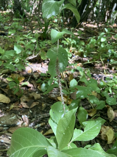 Achyranthes velutina observed 2024-10-11