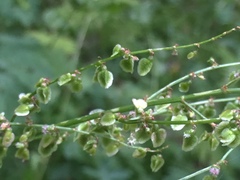 Rumex arifolius