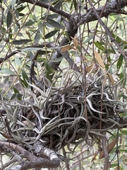 (c) Rosario Douglas, some rights reserved (CC BY) Tillandsia funebris, photograph (c) Rosario Douglas, some rights reserved (CC BY)
