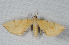 Gandaritis pyraliata