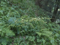 Rumex arifolius