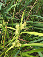 Carex lurida