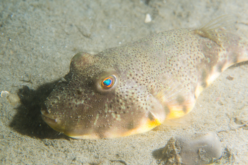 Northern Puffer