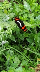 Heliconius telesiphe
