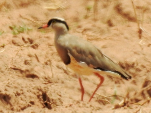 Crowned Lapwing
