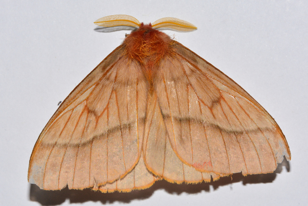 Lemaireodirphia