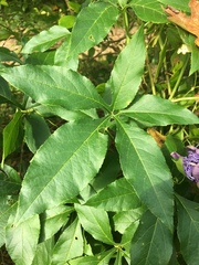 Passiflora incarnata × cincinnata