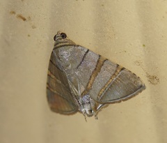 Eulepidotis addens