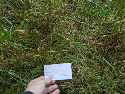 Schoenoplectiella juncoides observed 2024-12-05