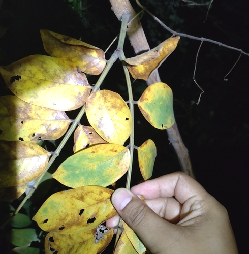 Xylia xylocarpa, photograph 6