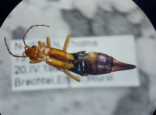 Desert Earwig